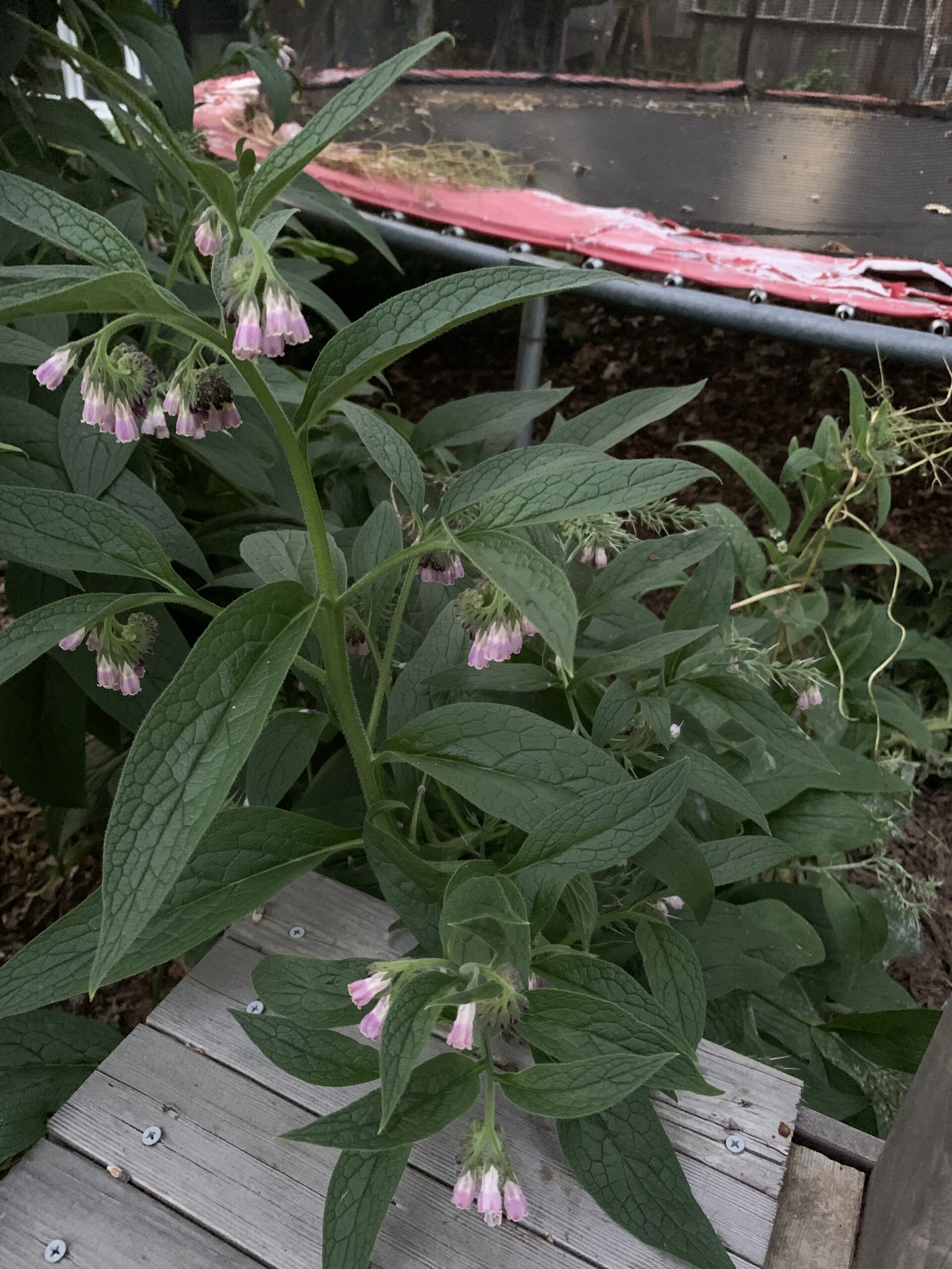 Comfrey: Magic by Mother Nature