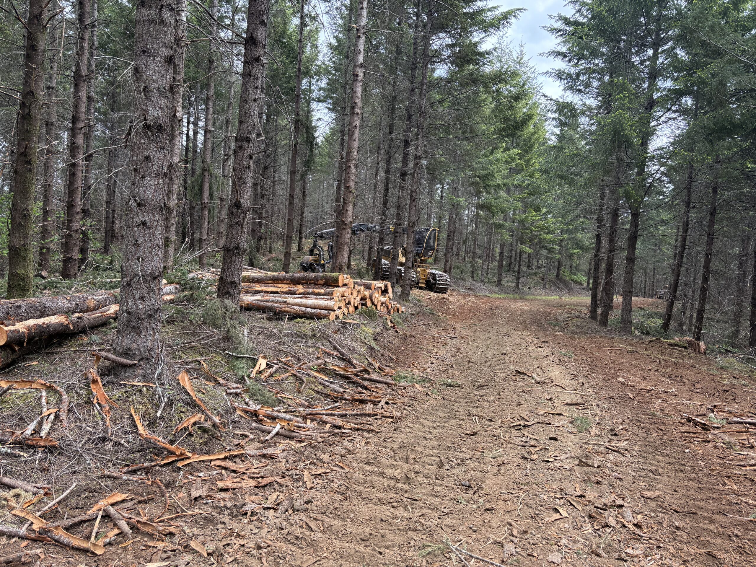 Earth Angels Unite #5: Healing the Forests, Saving the Trees
